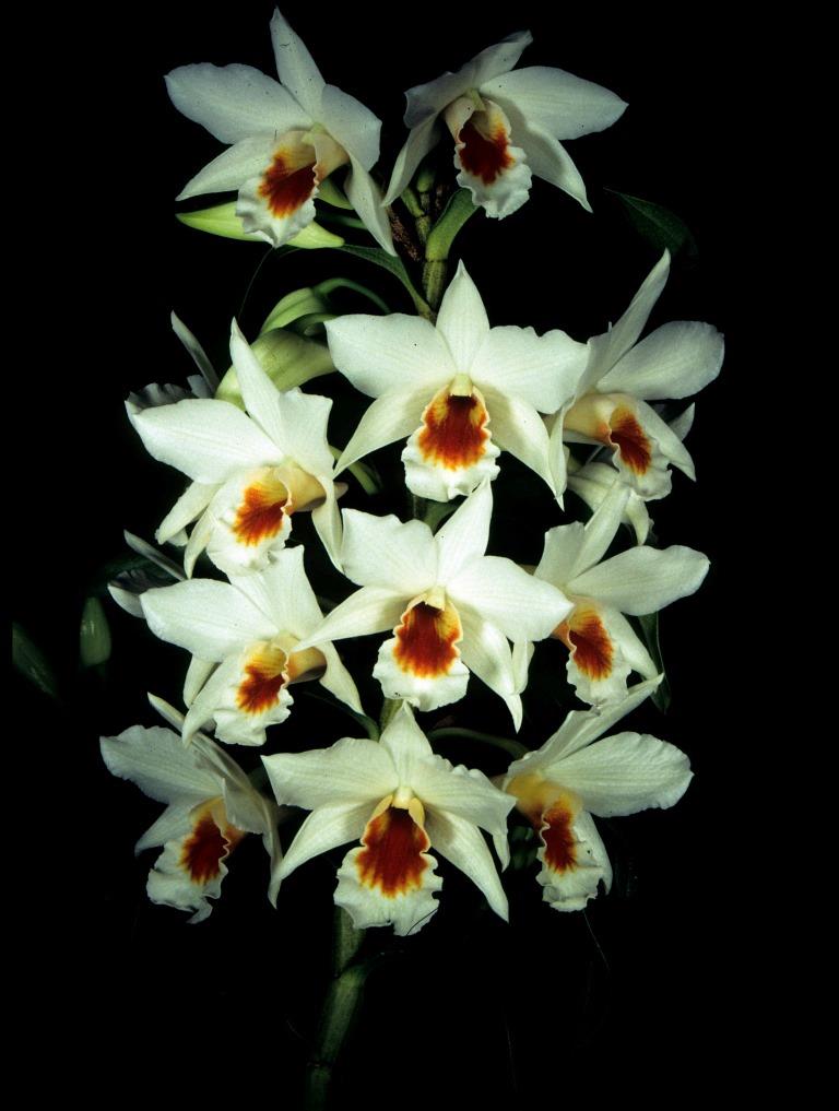 Dendrobium Fire Coral - photo 2