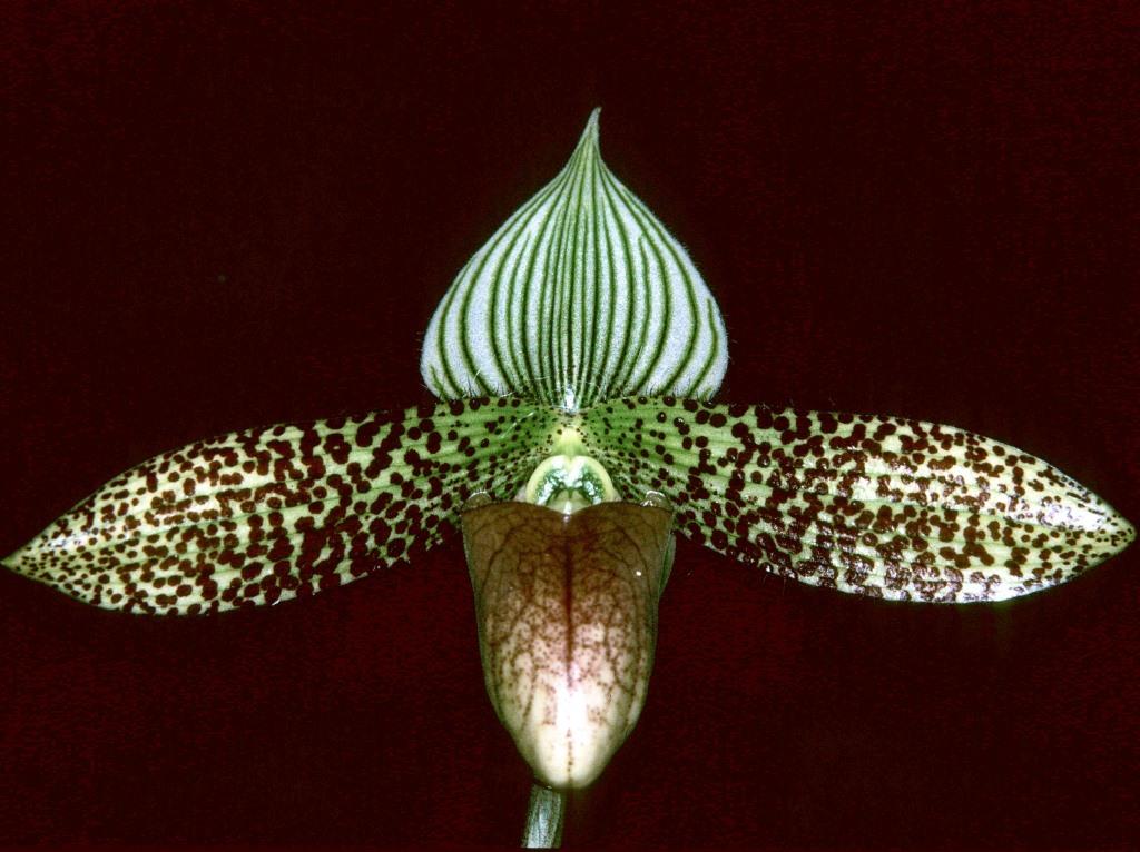 Paphiopedilum sukhakulii - HCC/AOC