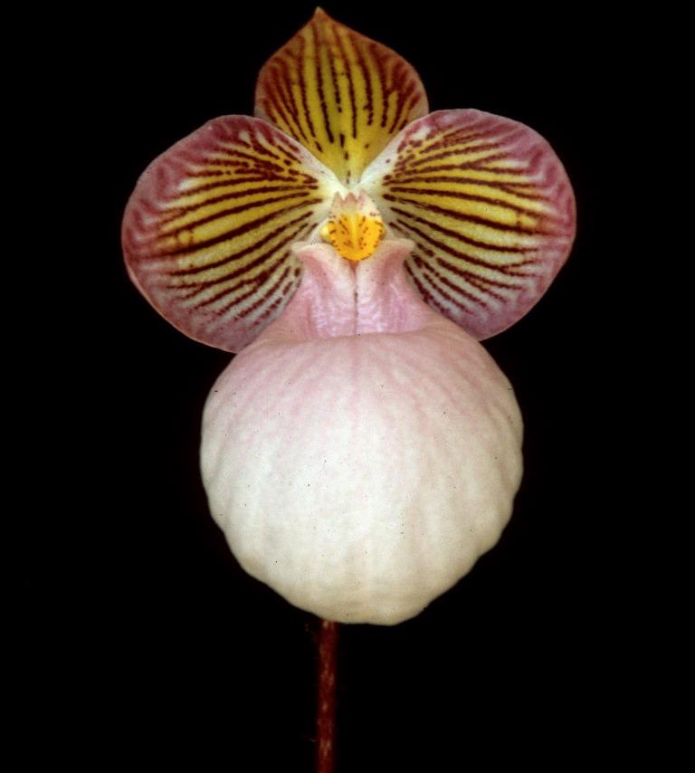 Paphiopedilum micranthum 'Ruber's Delight'
