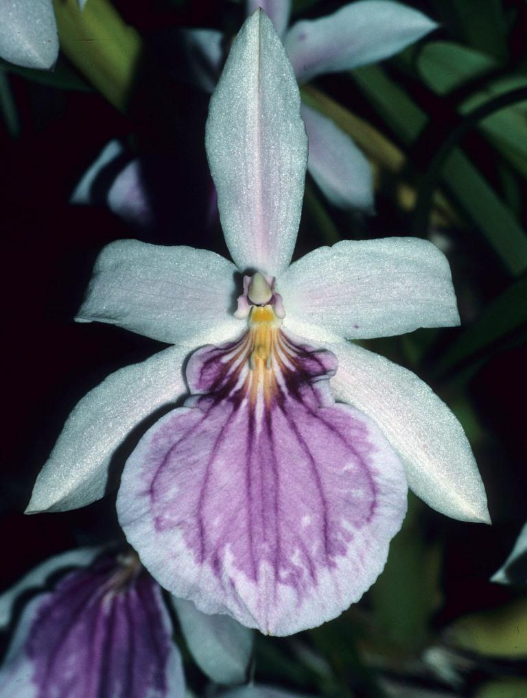 Miltonia spectabilis - ACC/AOC