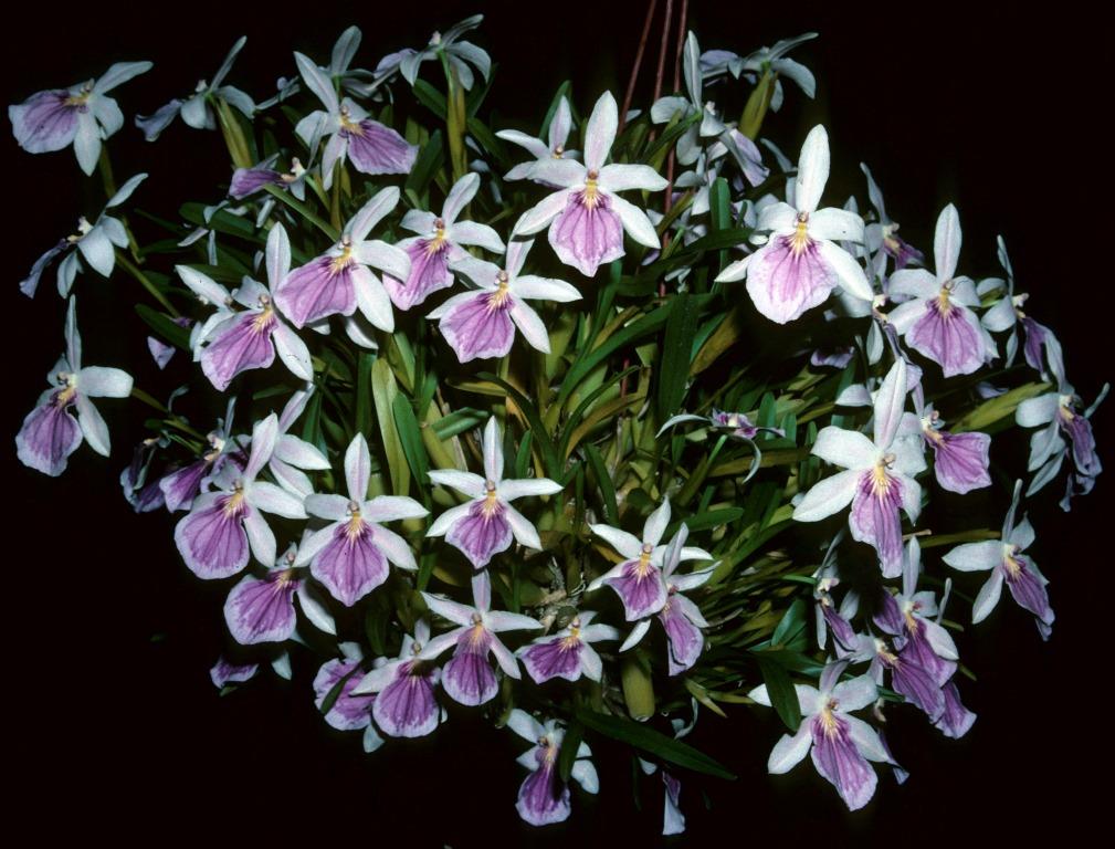 Miltonia spectabilis - photo 2