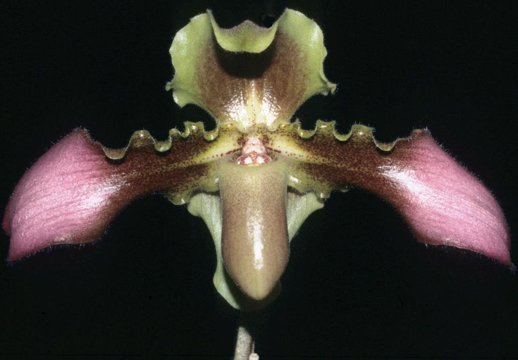 Paphiopedilum hirsutissimum - HCC/AOC