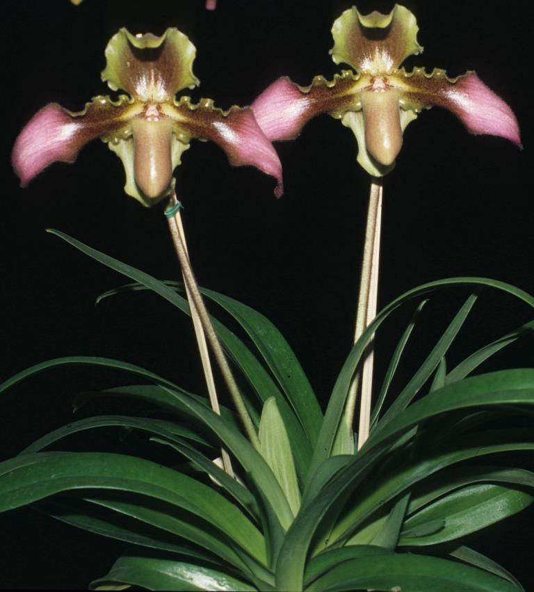 Paphiopedilum hirsutissimum - photo 2