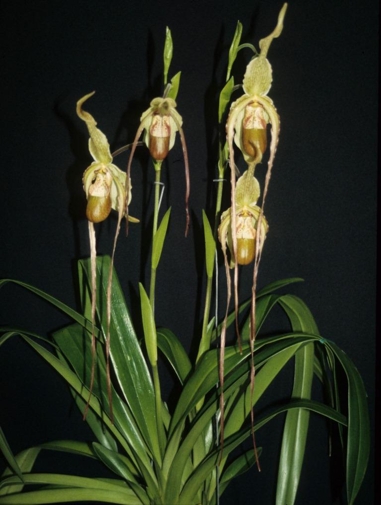 Phragmipedium Grande - HCC/AOC