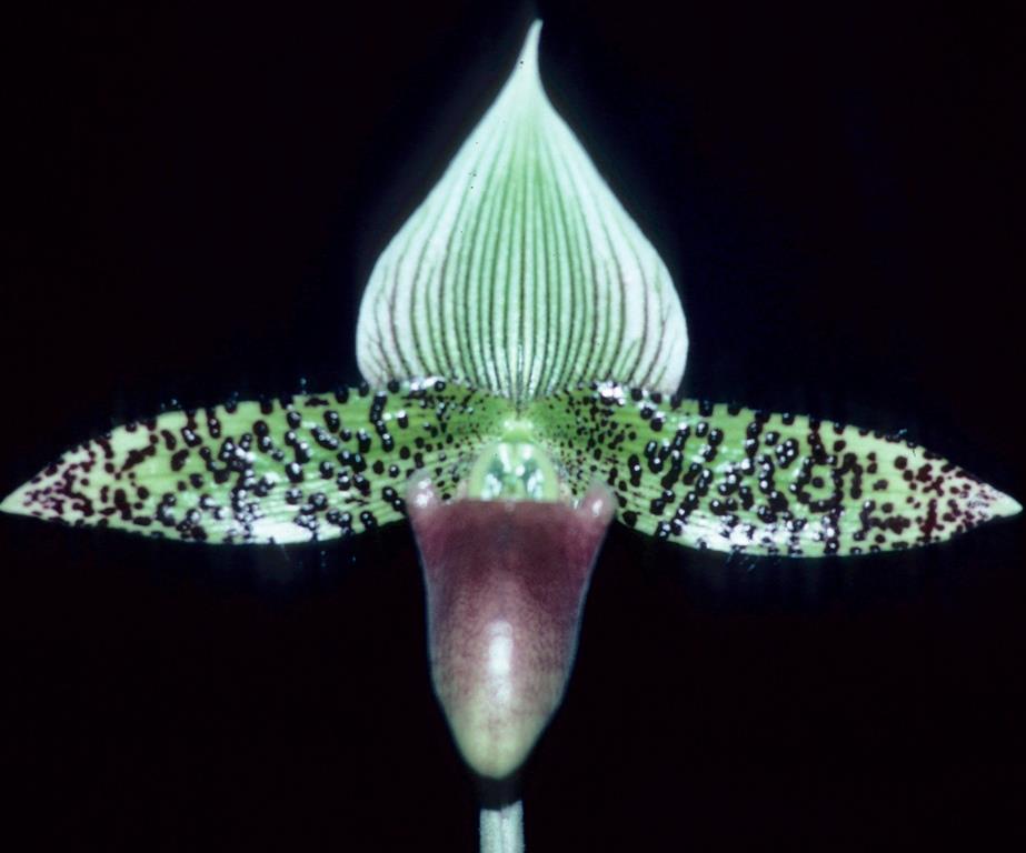 Paphiopedilum Makuli - HCC/AOC