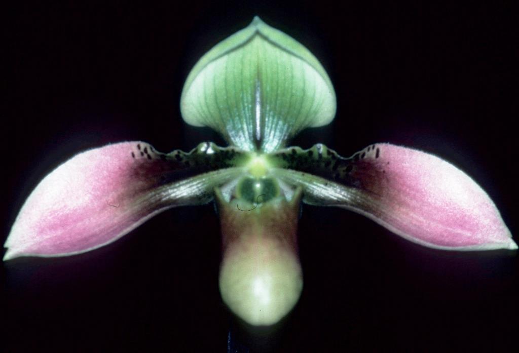 Paphiopedilum appletonianum - HCC/AOC