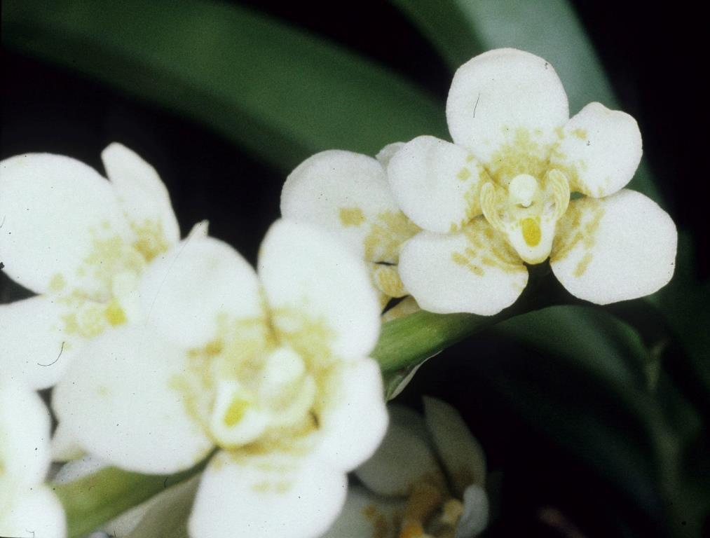 Sarcochilus Weinhart - AD/AOC