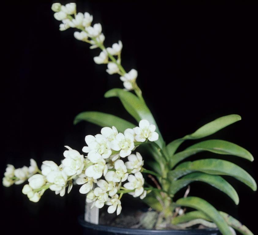 Sarcochilus Weinhart - photo 2