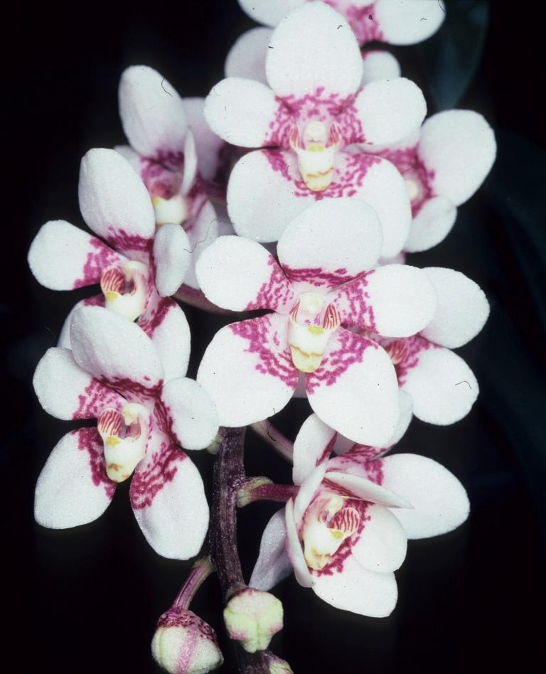 Sarcochilus Bobby-Dazzler