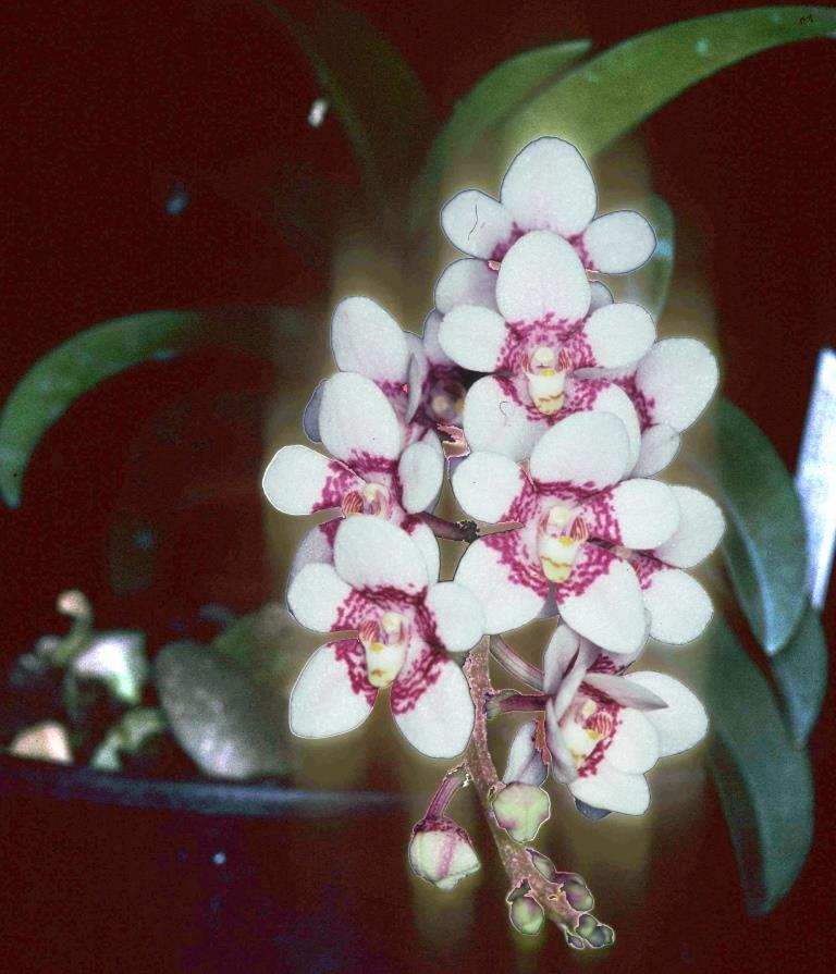 Sarcochilus Bobby-Dazzler - photo 2