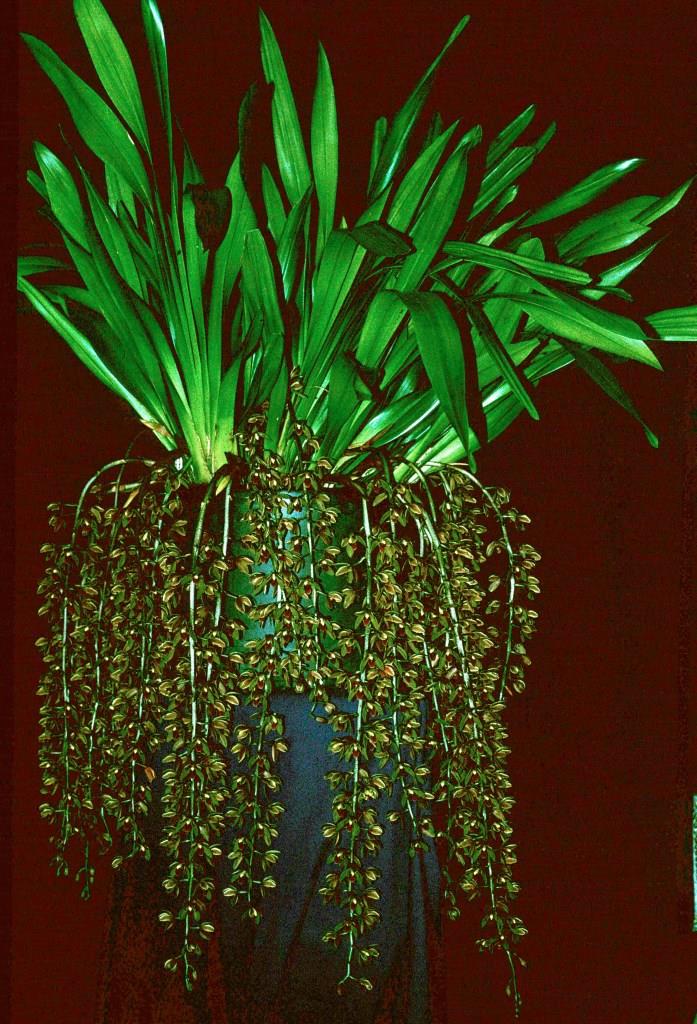 Cymbidium Cricket - ACC/AOC