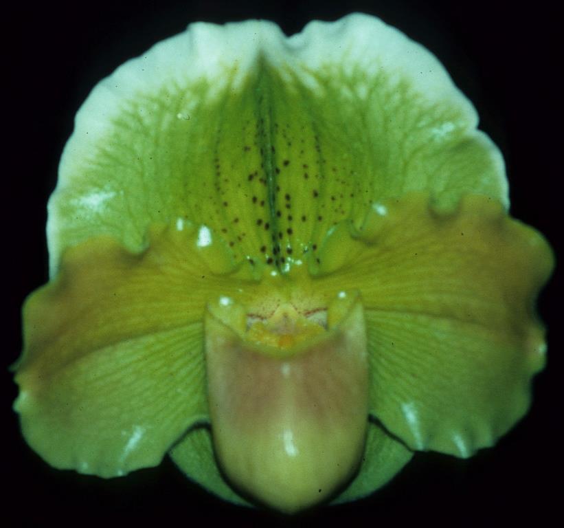 Paphiopedilum Yalinbah - AM/AOC