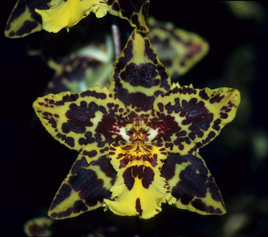 Oncidium Pui Chin