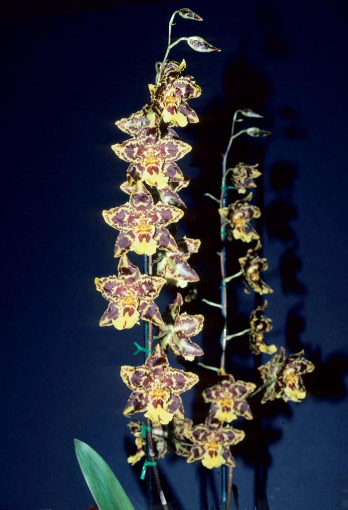 Oncidium Pui Chin - photo 2