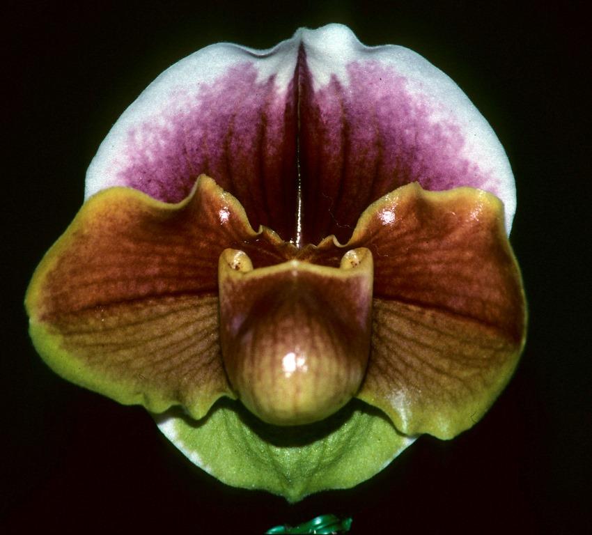 Paphiopedilum Beverley Rhodes