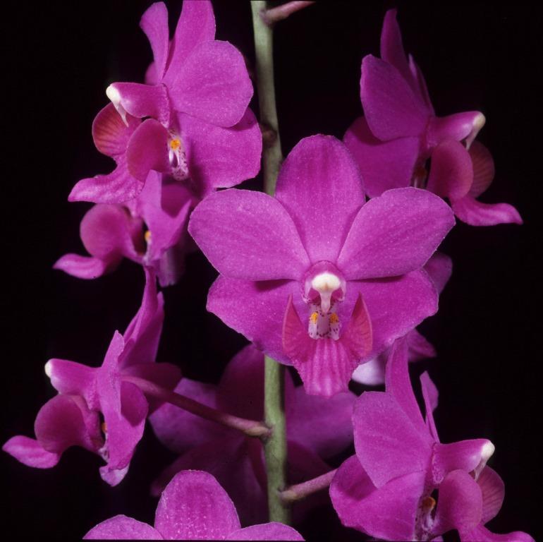 Phalaenopsis pulcherrima