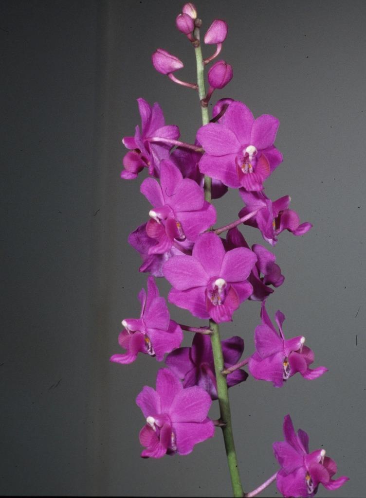 Phalaenopsis pulcherrima var. pulcherrima - photo 2