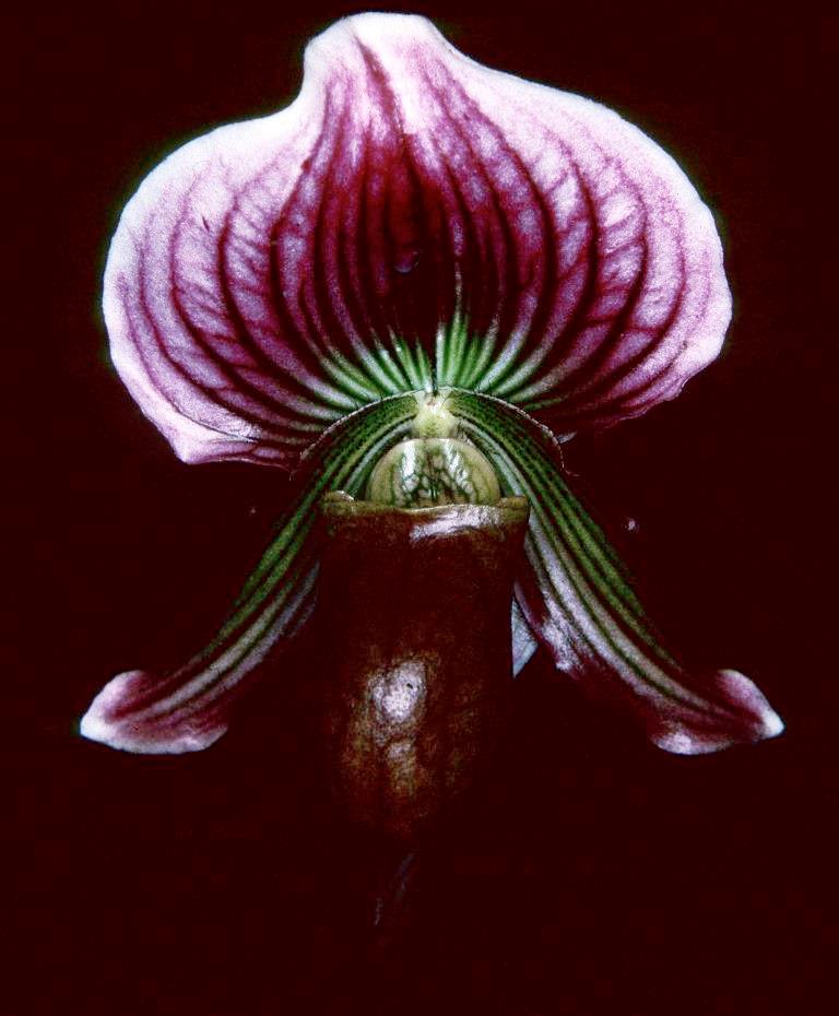 Paphiopedilum Friedrich Mellin