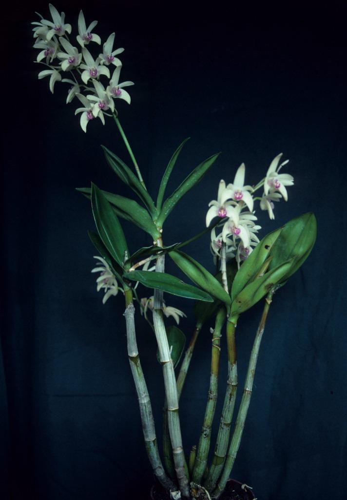 Dendrobium Hamilton - photo 2