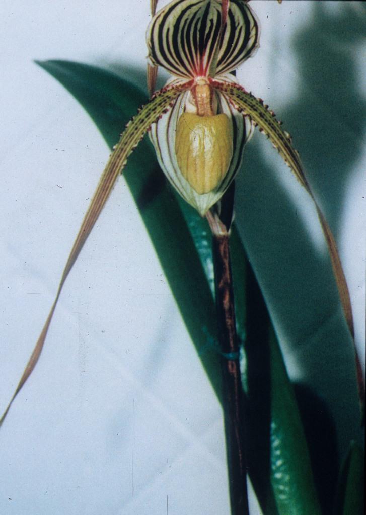 Paphiopedilum Saint Swithin - HCC/AOC