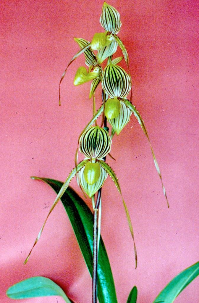 Paphiopedilum Saint Swithin - photo 2