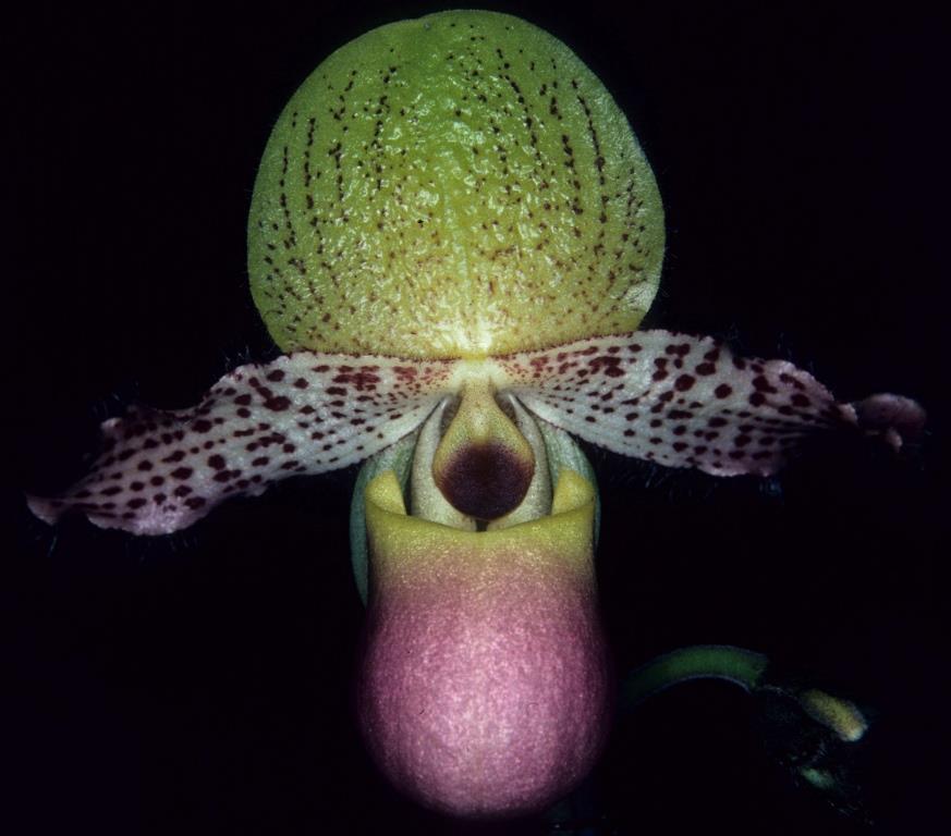 Paphiopedilum moquetteanum - HCC/AOC