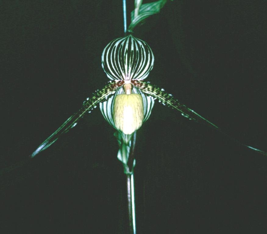 Paphiopedilum Saint Swithin - AM/AOC