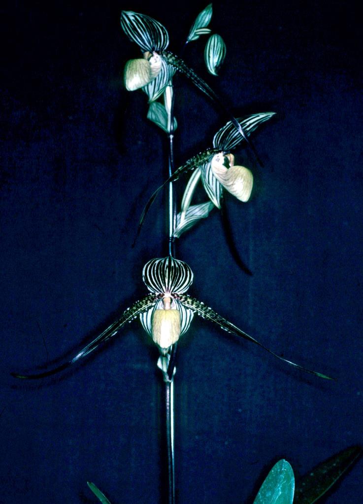 Paphiopedilum Saint Swithin - photo 2