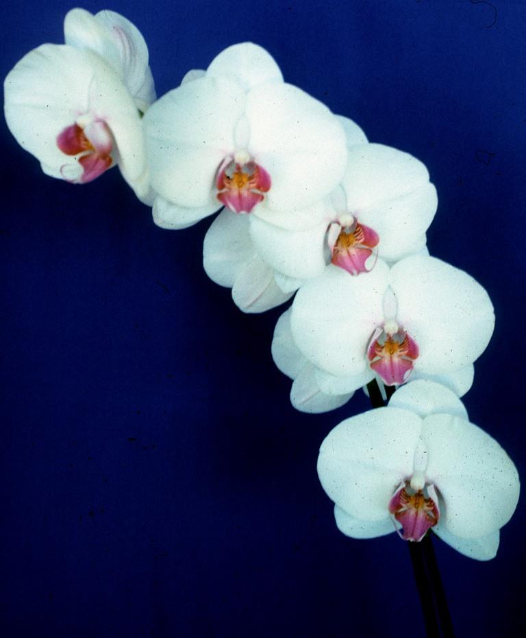 Phalaenopsis Memoria Sarah Robertson - photo 2