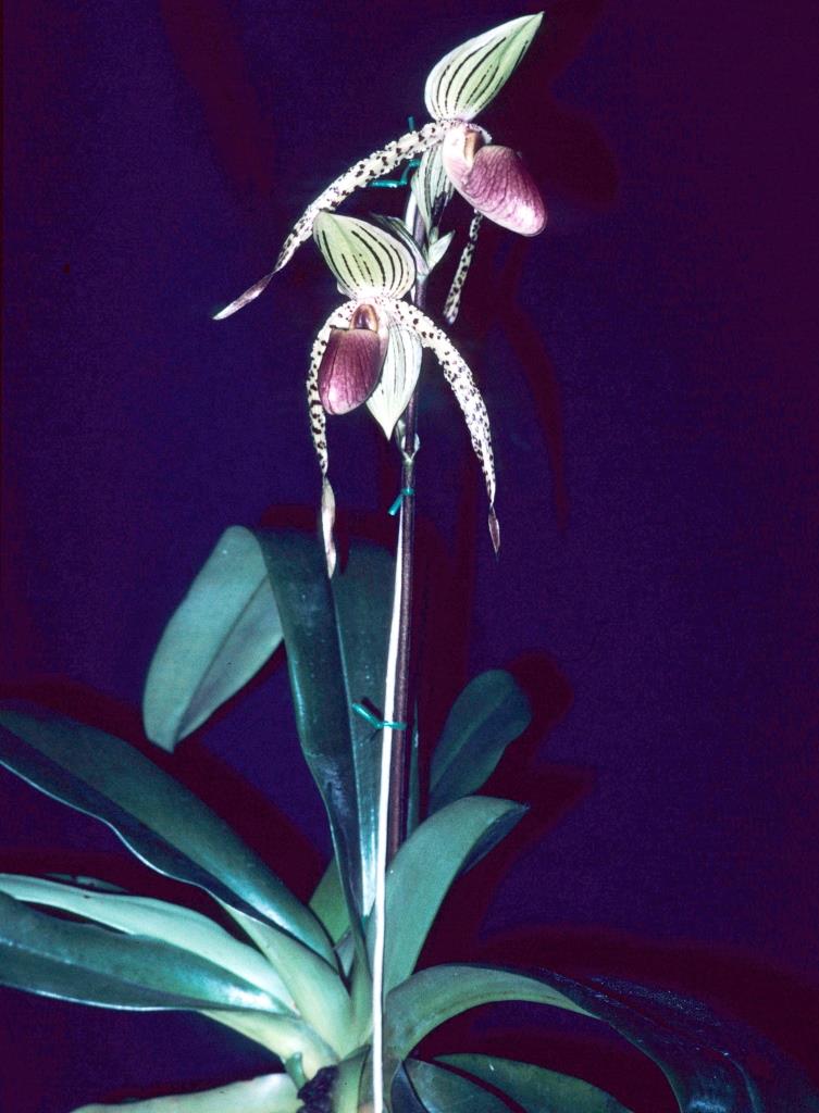Paphiopedilum Lady Mirabel - photo 2