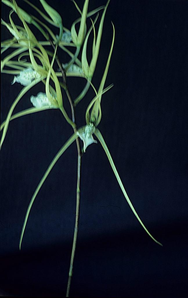 Brassia verrucosa - photo 2