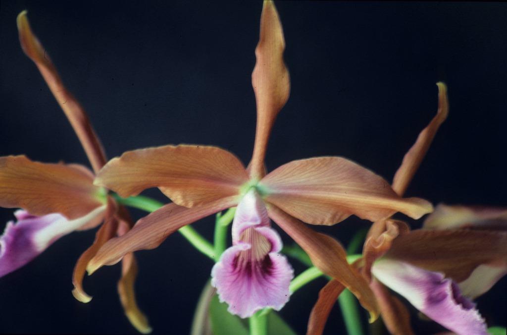 Cattleya tenebrosa