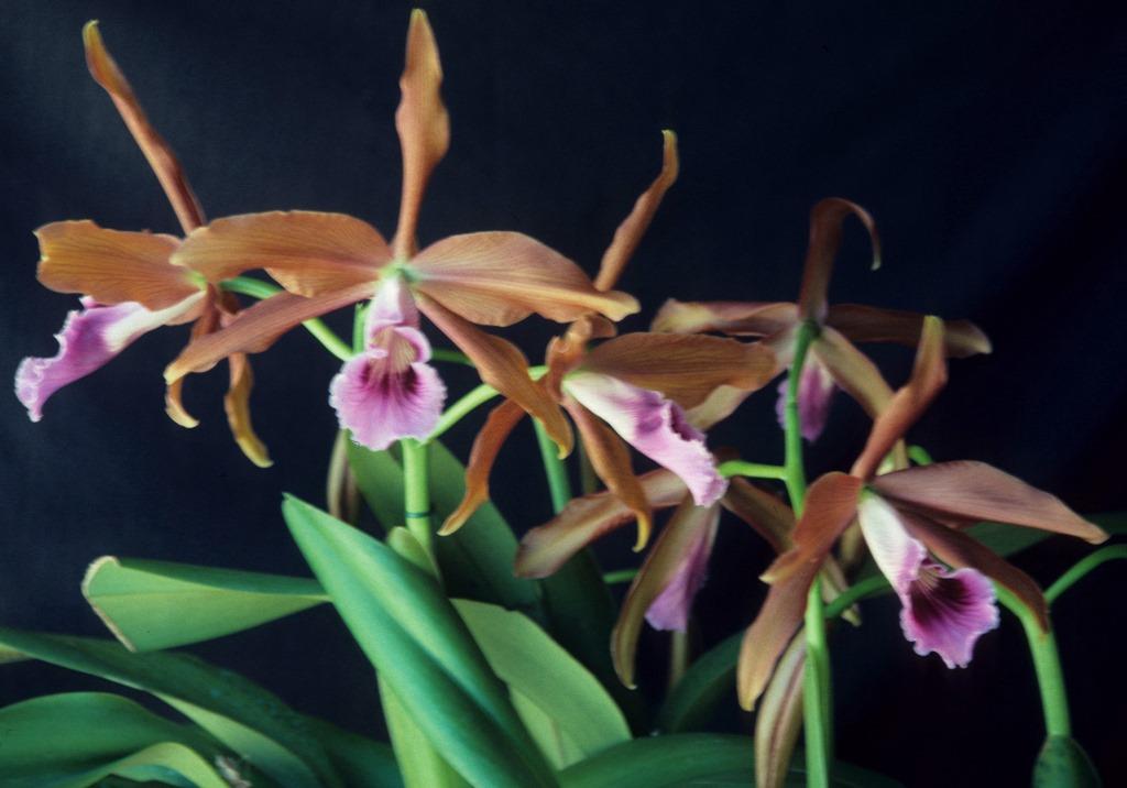 Cattleya tenebrosa - photo 2