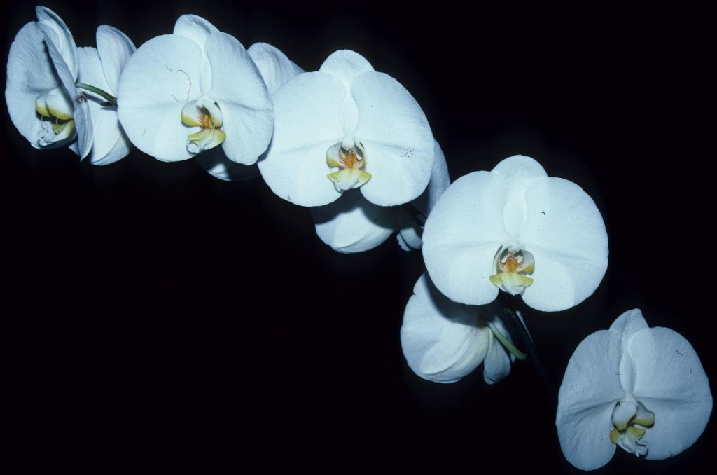 Phalaenopsis Nantai - photo 2