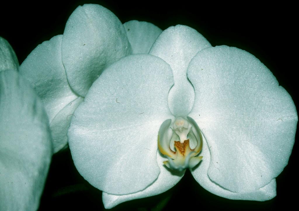 Phal Johnston's Treasure