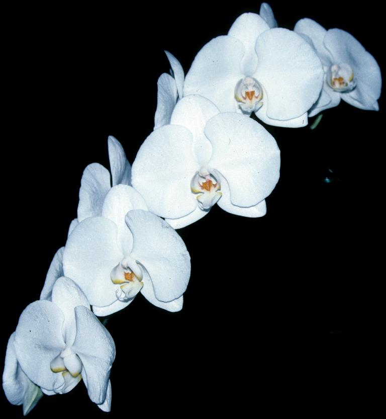 Phalaenopsis Johnston's Treasure - photo 2
