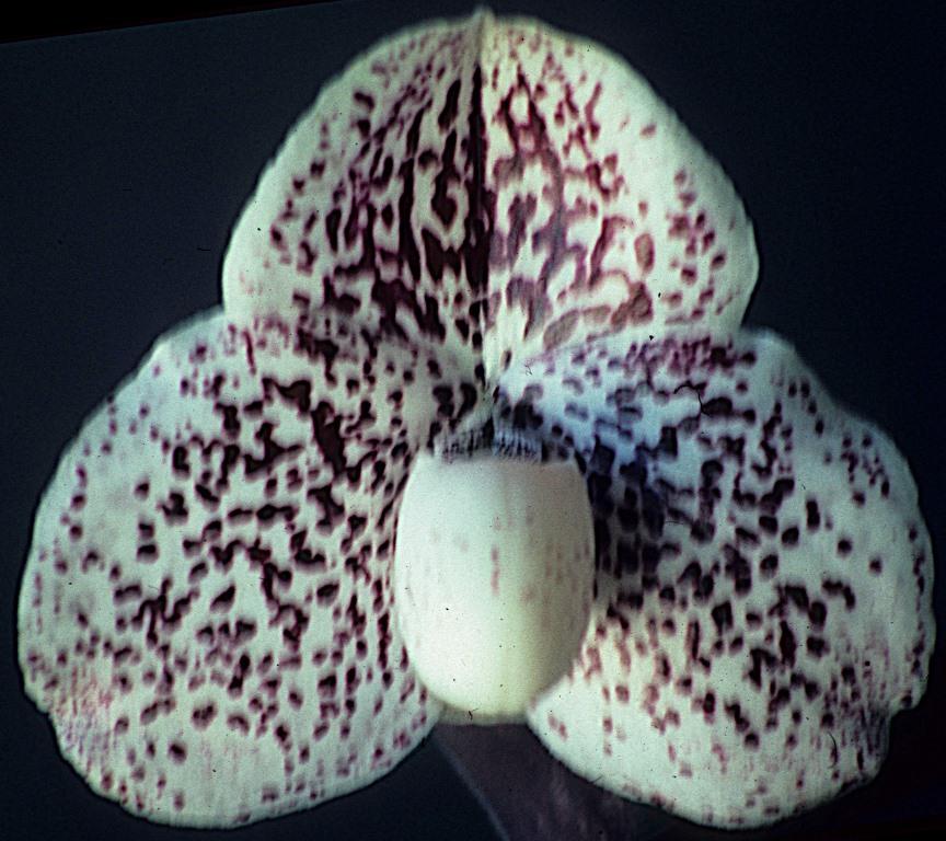 Paph S. Gratrix