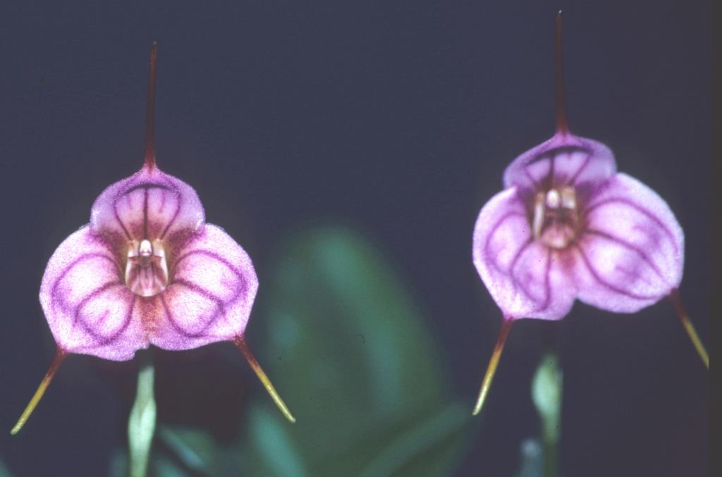 Masdevallia Rainbow Tiger