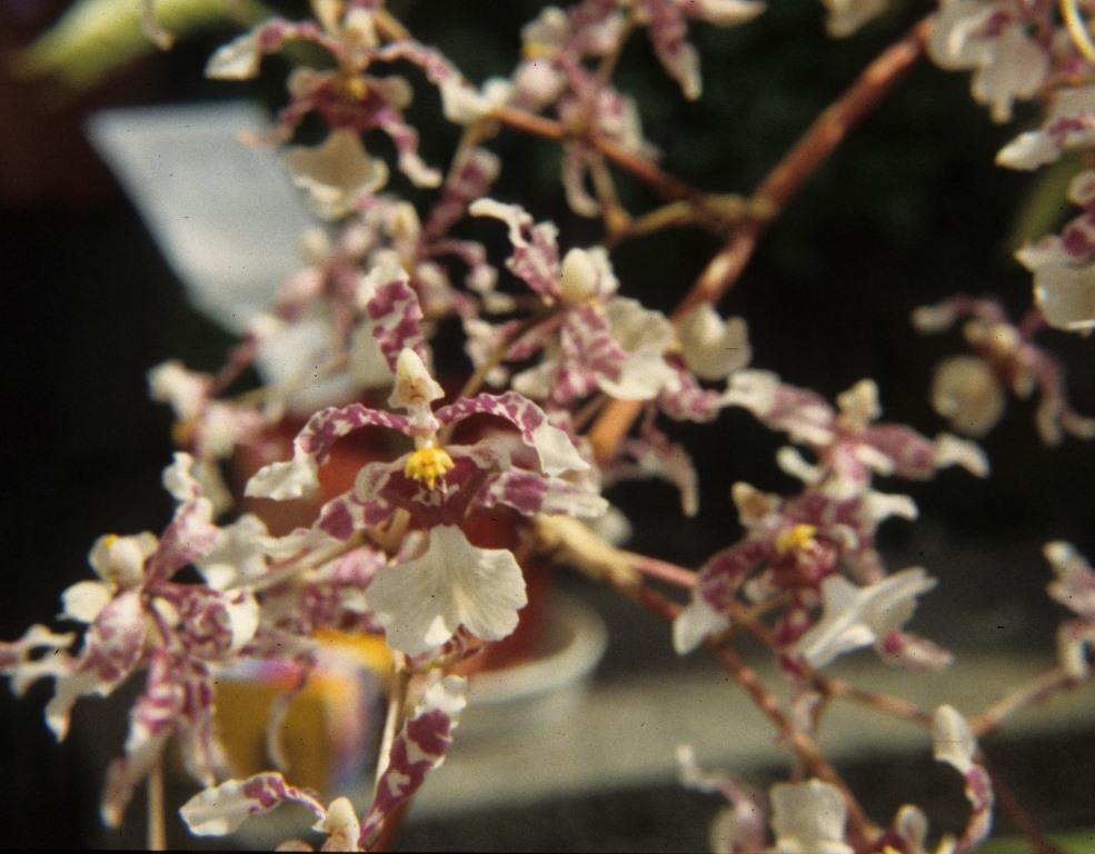 Oncidium incurvum