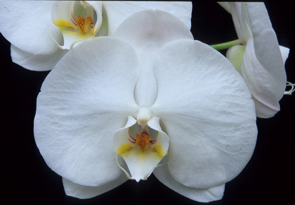 Phal Paifang's Dawn Kaala