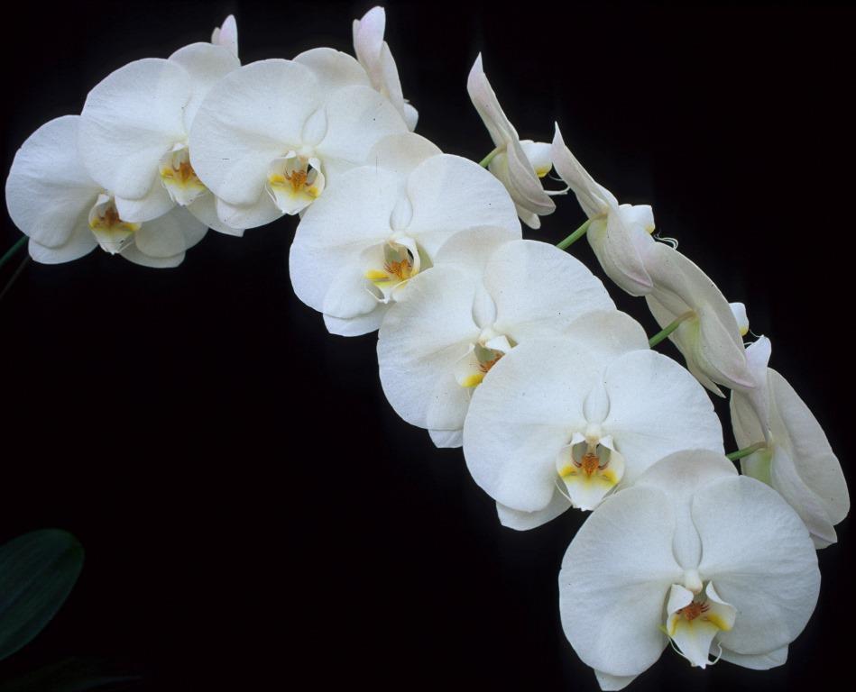 Phalaenopsis Paifang's Dawn Kaala - photo 2