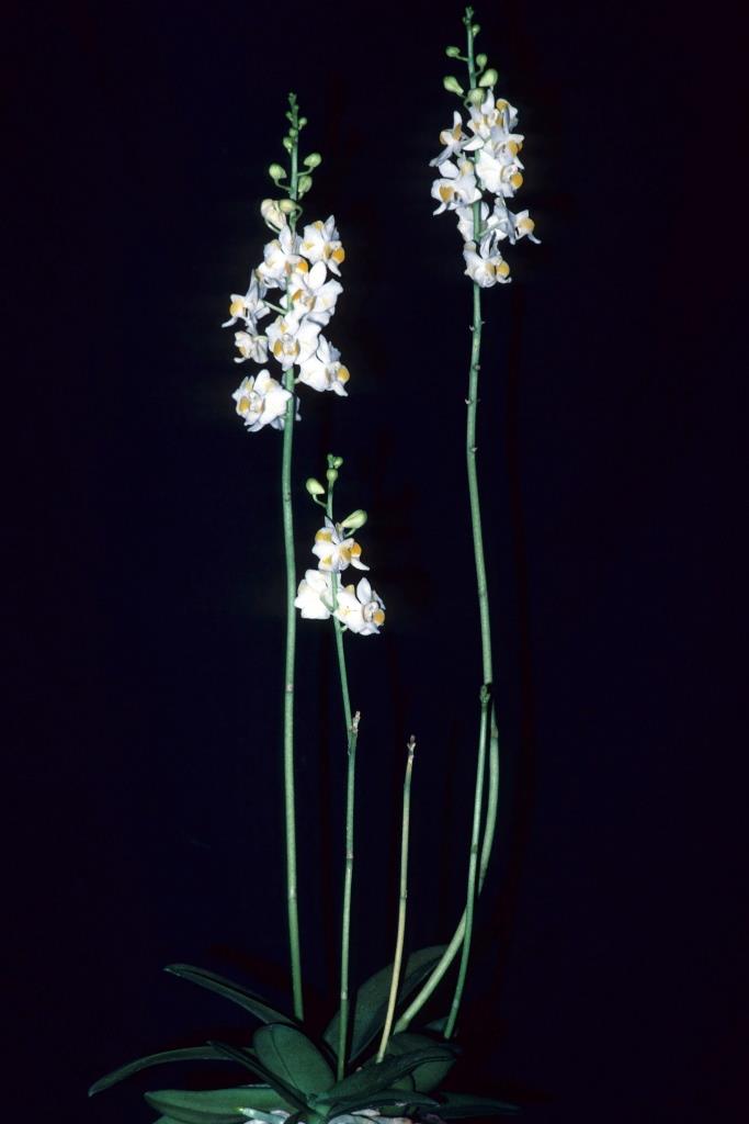 Phalaenopsis pulcherrima var. pulcherrima - photo 2