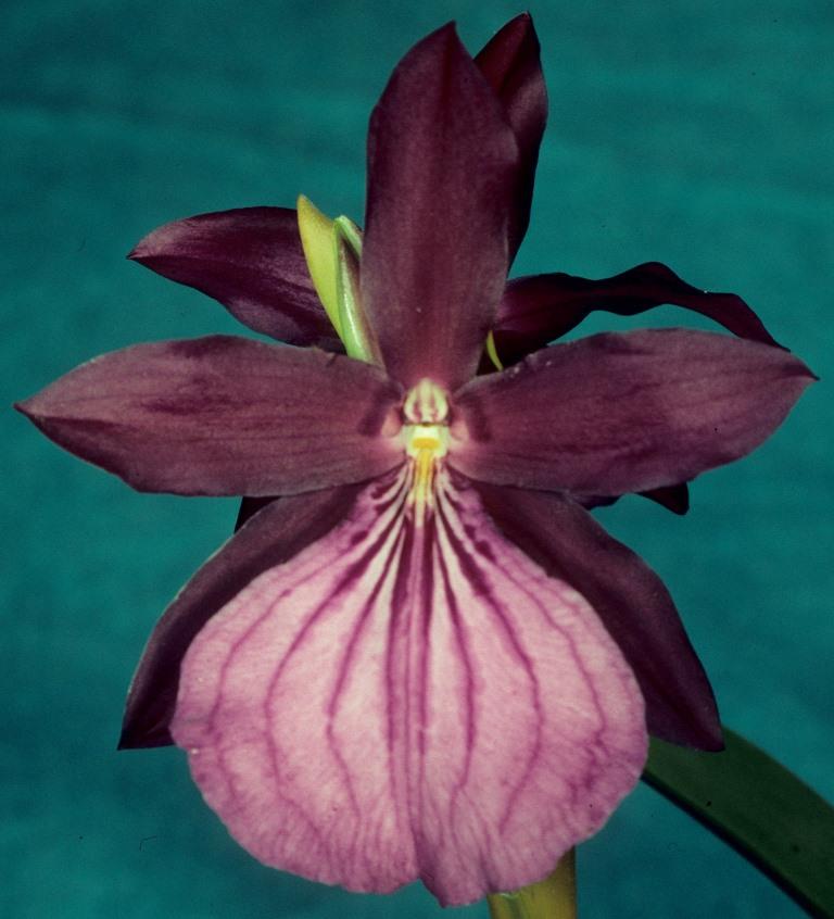 Miltonia moreliana - HCC/AOC