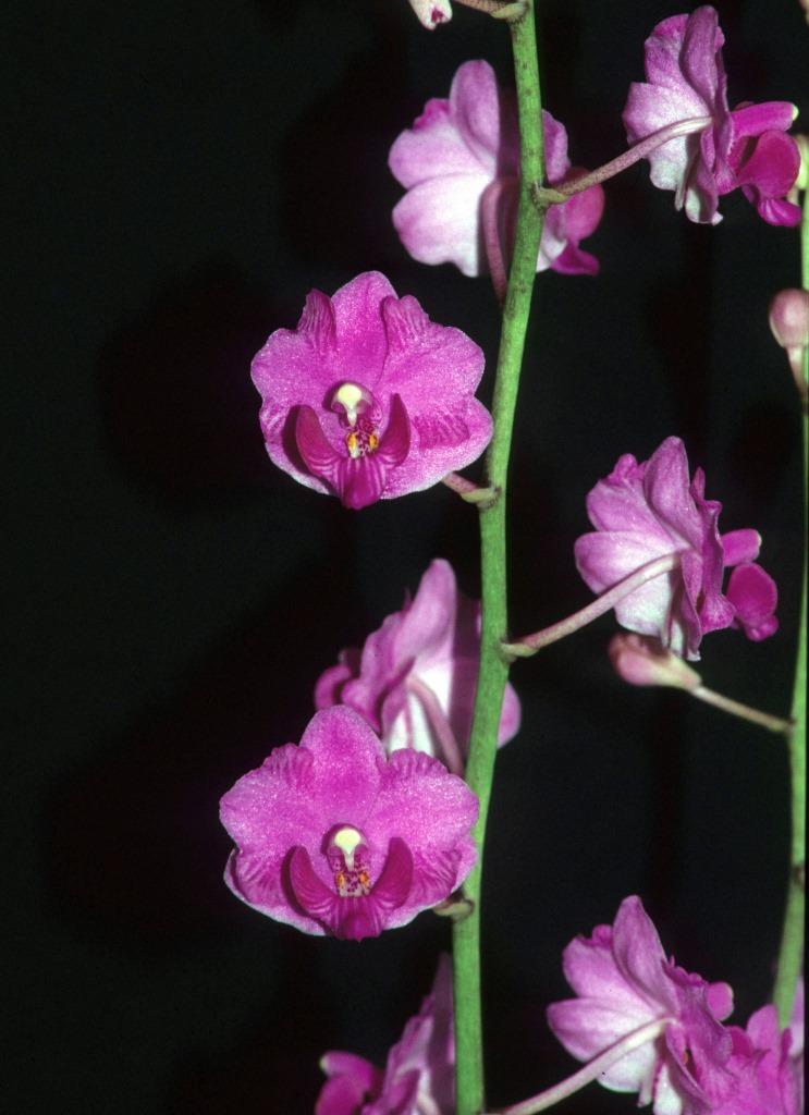 Phalaenopsis pulcherrima var. pulcherrima - HCC/AOC