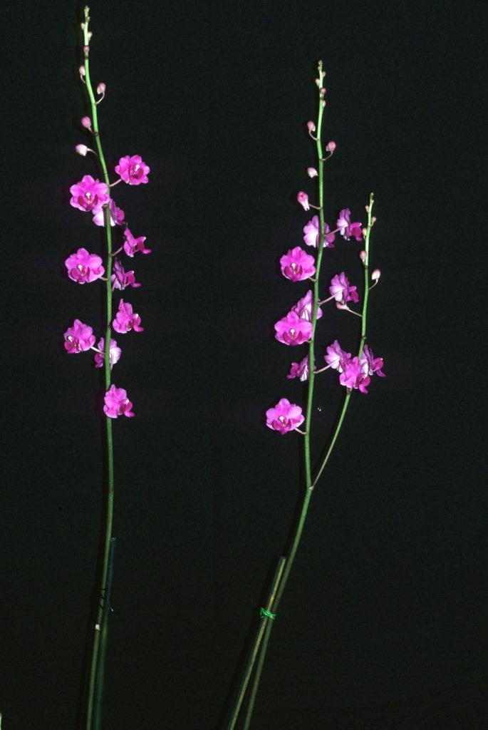 Phalaenopsis pulcherrima var. pulcherrima - photo 2