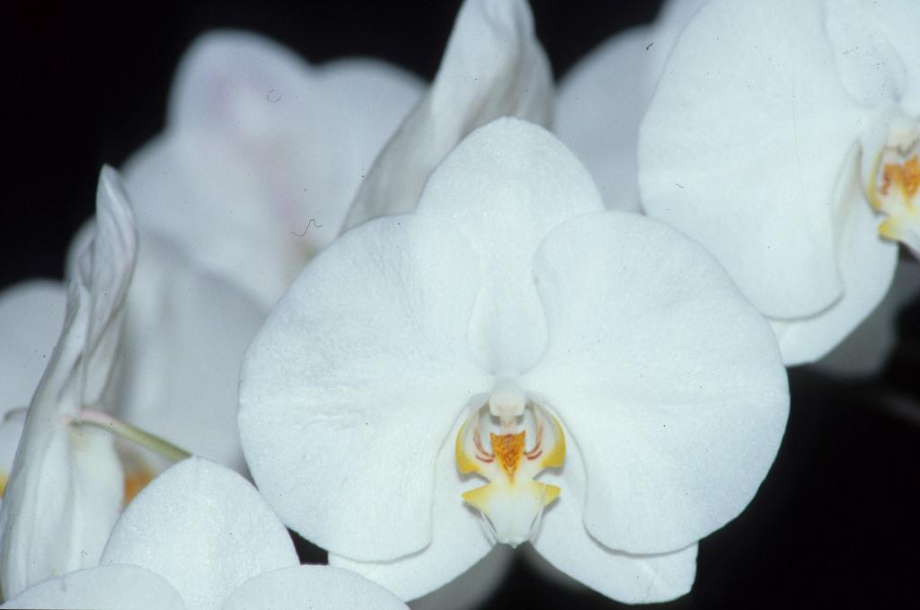 Phalaenopsis Chamonix