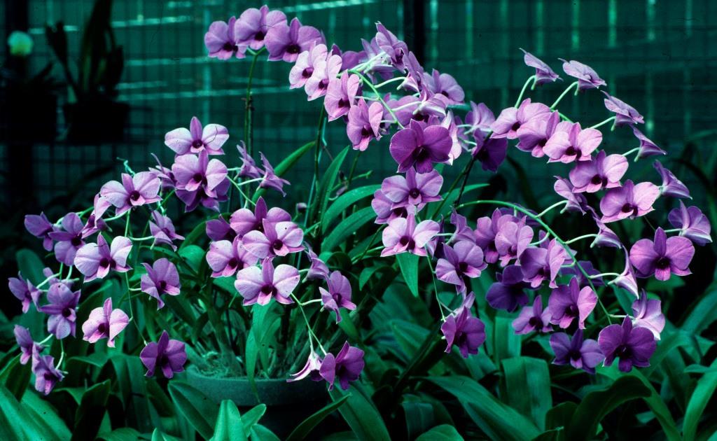 Dendrobium bigibbum var. compactum - ACC/AOC