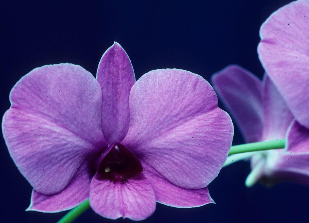 Dendrobium bigibbum var. compactum - photo 2