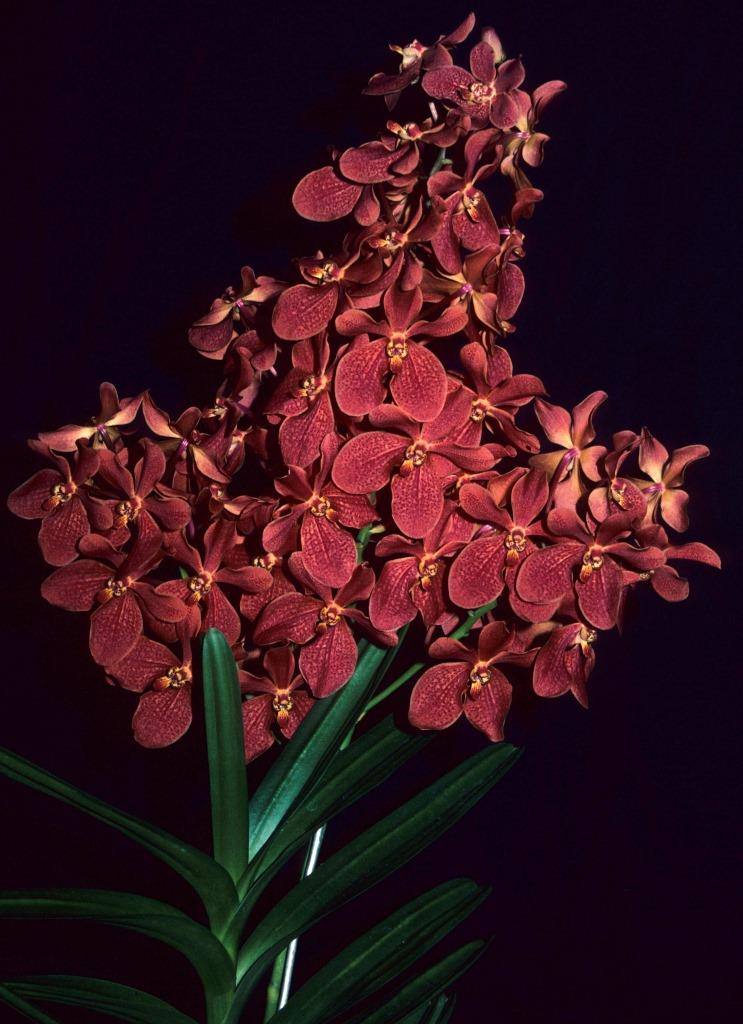 Renantanda Lily Aow - photo 2