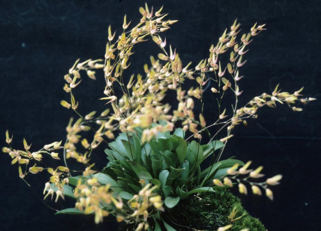 Specklinia grobyi - ACC/AOC